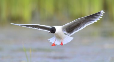 Uçan Martı (Larus ridibundus) 