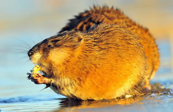 Mangiare ratto muschiato — Foto Stock