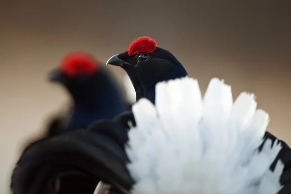 Lekking 黒ライチョウ (Lyrurus ハラヒシバッタ). — ストック写真