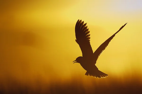 Uma gaivota voadora de cabeça preta. Luz de fundo . — Fotografia de Stock