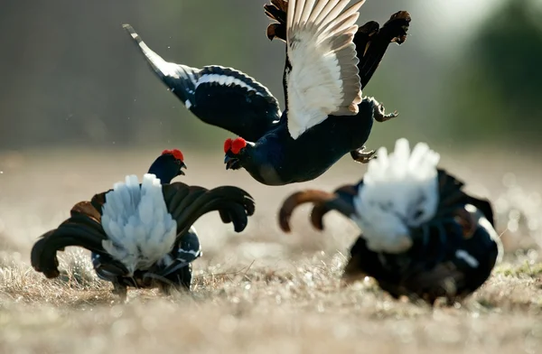 Fighting Black Grouse — Stock Photo, Image