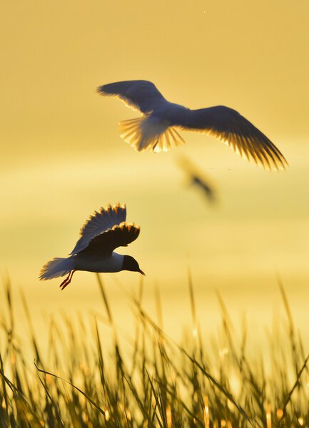 A flying black-headed gull.  Backlight.