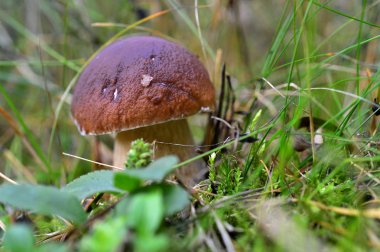 Yeşil çimenlerde yetişen orman mantarları. Yenilebilir Bay Bolete (Boletus badius ).