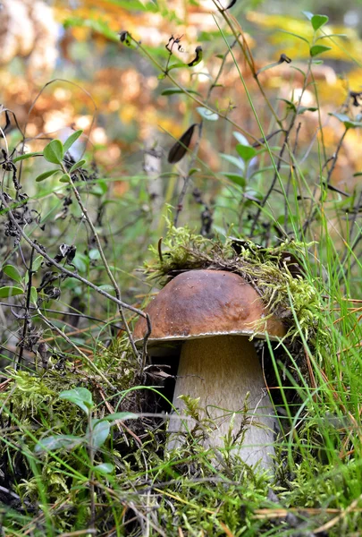 Funghi di foresta che crescono in erba verde. Baia commestibile Bolete (Boletus badius  ). — Foto Stock