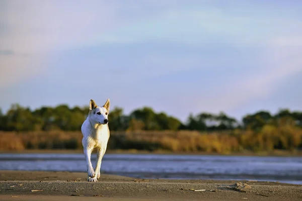 Löpande hund — Stockfoto