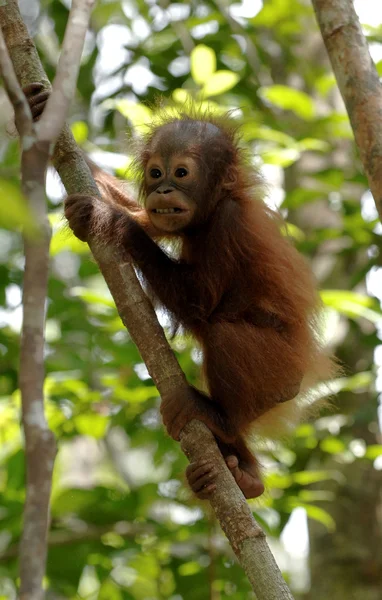 Baby orang-oetan op boom — Stockfoto