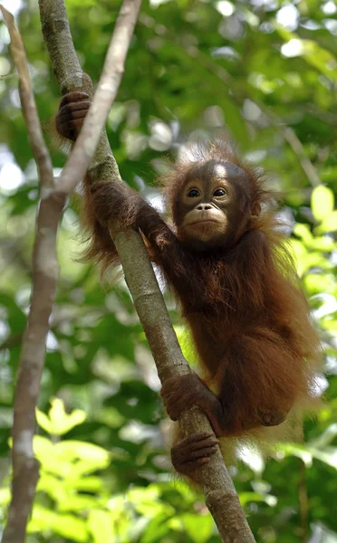 Bebé Orangután en el árbol — Foto de Stock