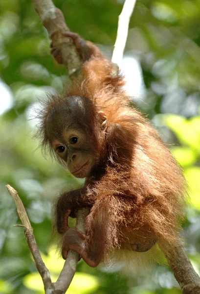 Baby Orangutan on tree — Stock Photo, Image