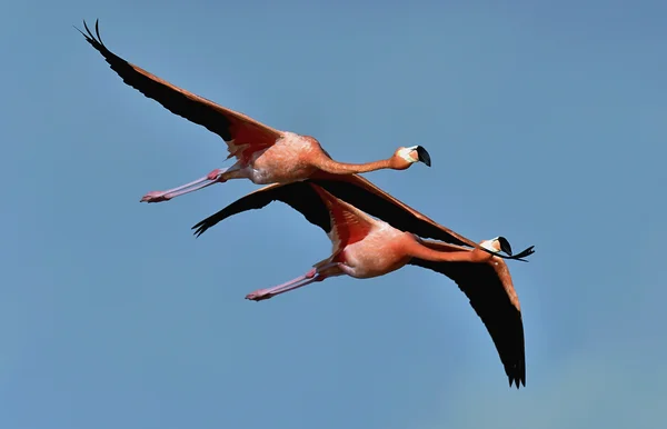 2 つのフラミンゴが飛んで — ストック写真