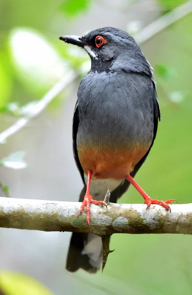 Kınalı ardıç kuşu (Mimocichla plumbea rubripes) — Stok fotoğraf