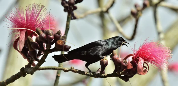 Black rook sits on a branch — Stock Photo, Image