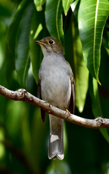 Sparrow sitting on a branch — Stock Photo, Image