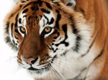 Sibirya Kaplanı (PANTHERA TIGRIS ALTAICA)
