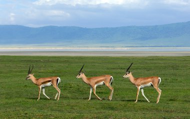 Three gazelles of the grandee clipart