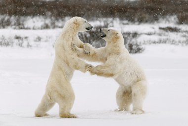 Two polar bears play fighting. clipart