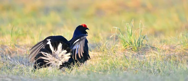 Lekking Negro urogallo — Foto de Stock