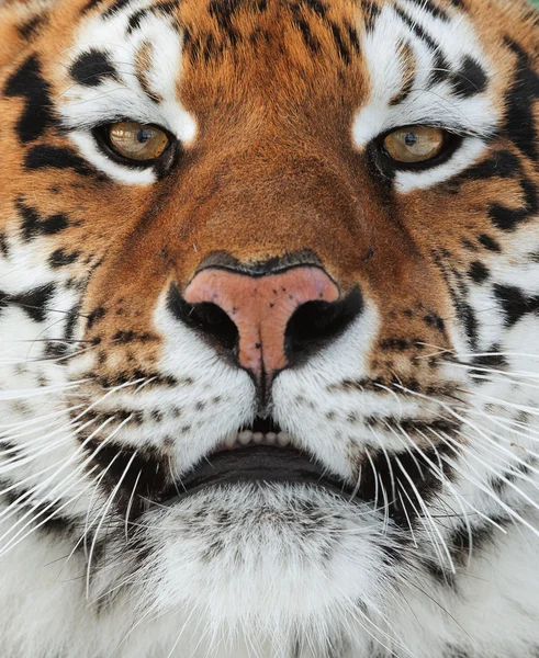 Tygr sibiřský (PANTHERA TIGRIS ALTAICA) — Stock fotografie