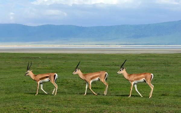 Three gazelles of the grandee — Stock Photo, Image