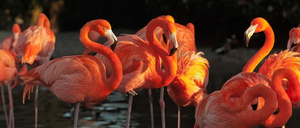 Güzel gün batımı üzerinde Karayip flamingolar