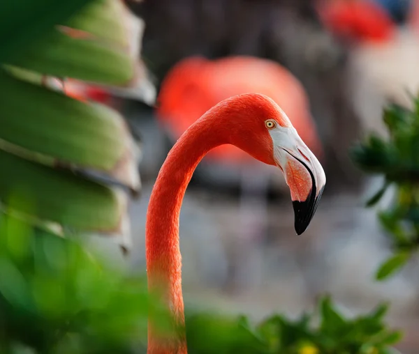 Gros plan d'un profil de flamant rose . — Photo