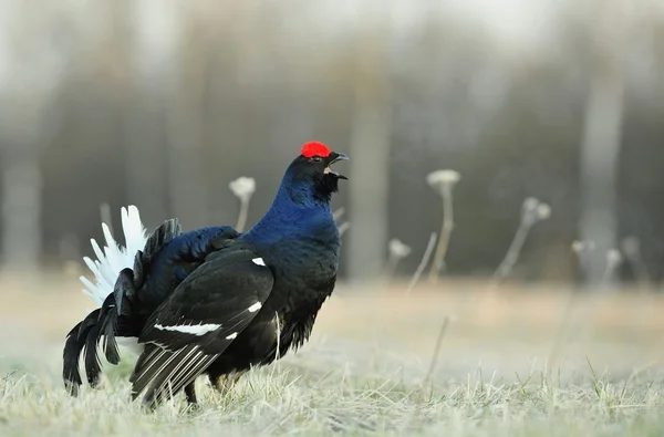 Lekking  black grouse — Stock Photo, Image