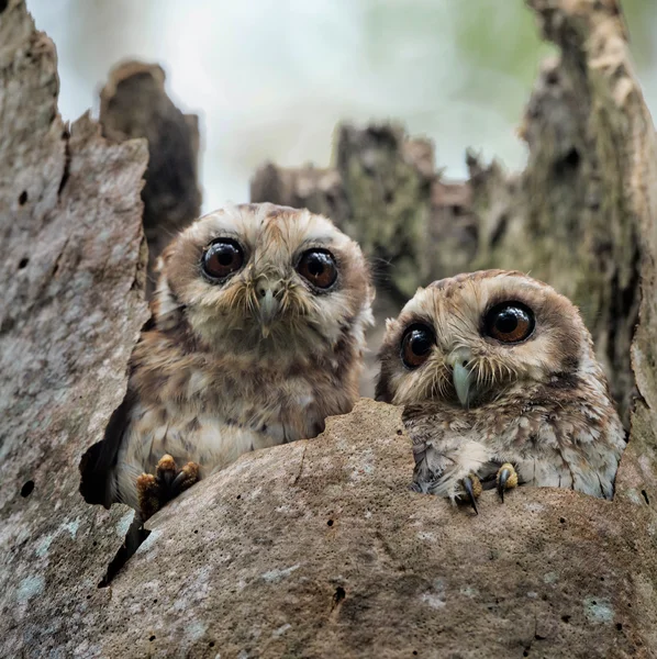 The Bare-legged Owl — Stock Photo, Image