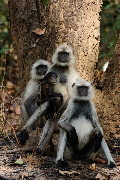 La foto familiar Hanuman Langurs — Foto de Stock