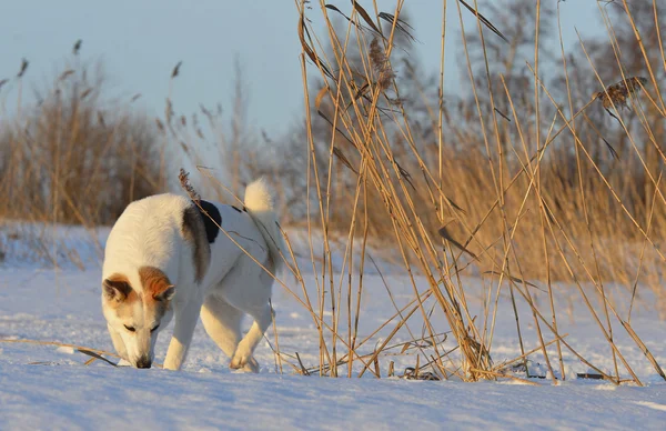 Husky hond pakte — Stockfoto