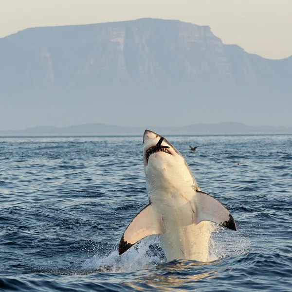 Gran brecha de tiburón blanco —  Fotos de Stock