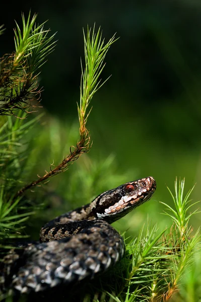 Vipera comune si prepara per un tiro . — Foto Stock