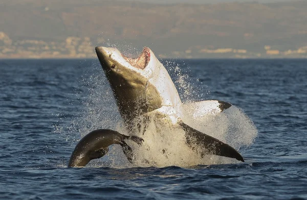 Great White Shark  breaching — Stock Photo, Image