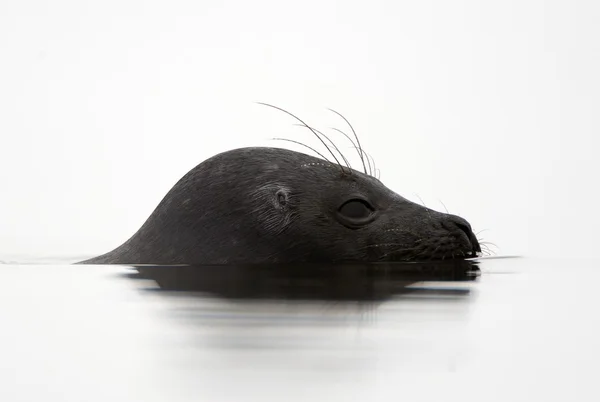 A foca de Ladoga — Fotografia de Stock