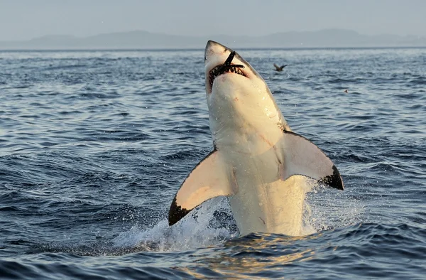 Grande tubarão branco violando — Fotografia de Stock