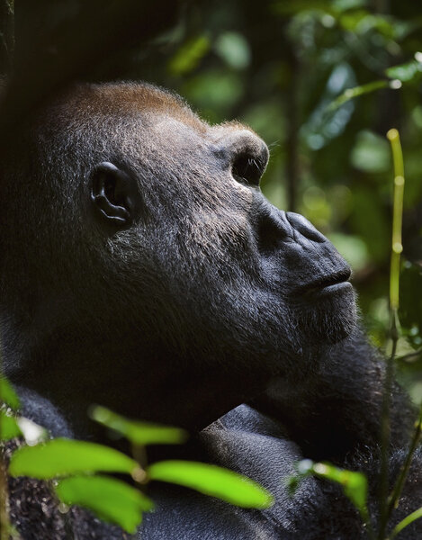 Western Lowland Gorilla