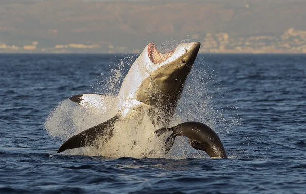 Фото по запросу Большая белая акула