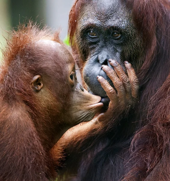 The cub of the orangutan kisses mum. — Stock Photo, Image