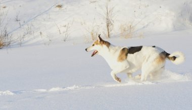 Husky ishal kar üstünde.