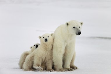 Polar dişi ayı yavruları ile. 