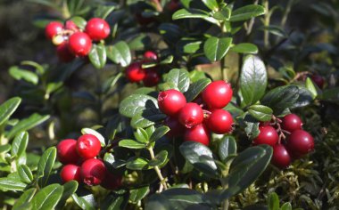 Olgun kırmızı cowberries yakın çekim.