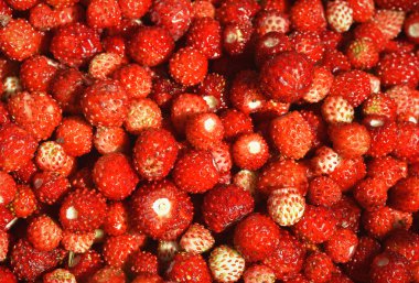 Yaban çilekleri arka plan