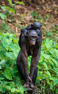 Bonobo yavru ve anne.