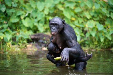 Bonobo with cub in the water clipart