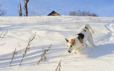 Köpek hızlı kar üzerinde çalışır