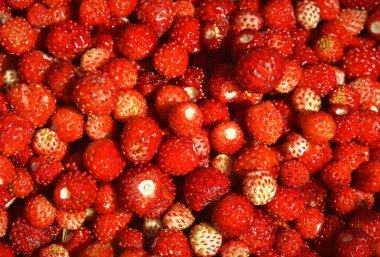 Yaban çilekleri arka plan