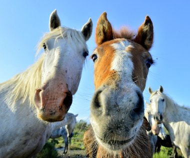 Portrait of horses of the Camargue clipart