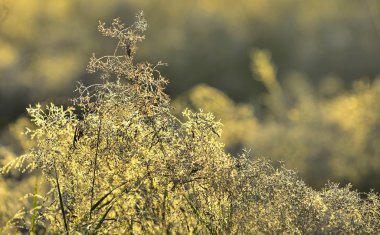 Çim bir çayır arka plan