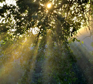 Güneş ışınları ve bitki örtüsü üzerinden