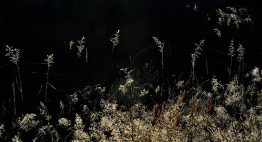 Arka ışık koyu arka plan üzerinde çim