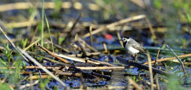 (Motacilla alba kuyruksallayan)