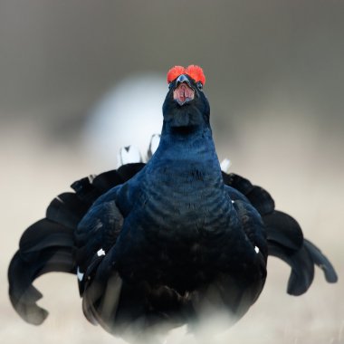 Lekking Kara Orman Tavuğu (Lyrurus tetrix).